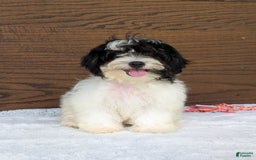 Teddy Bear dogs for sale: Bodie - Image 14