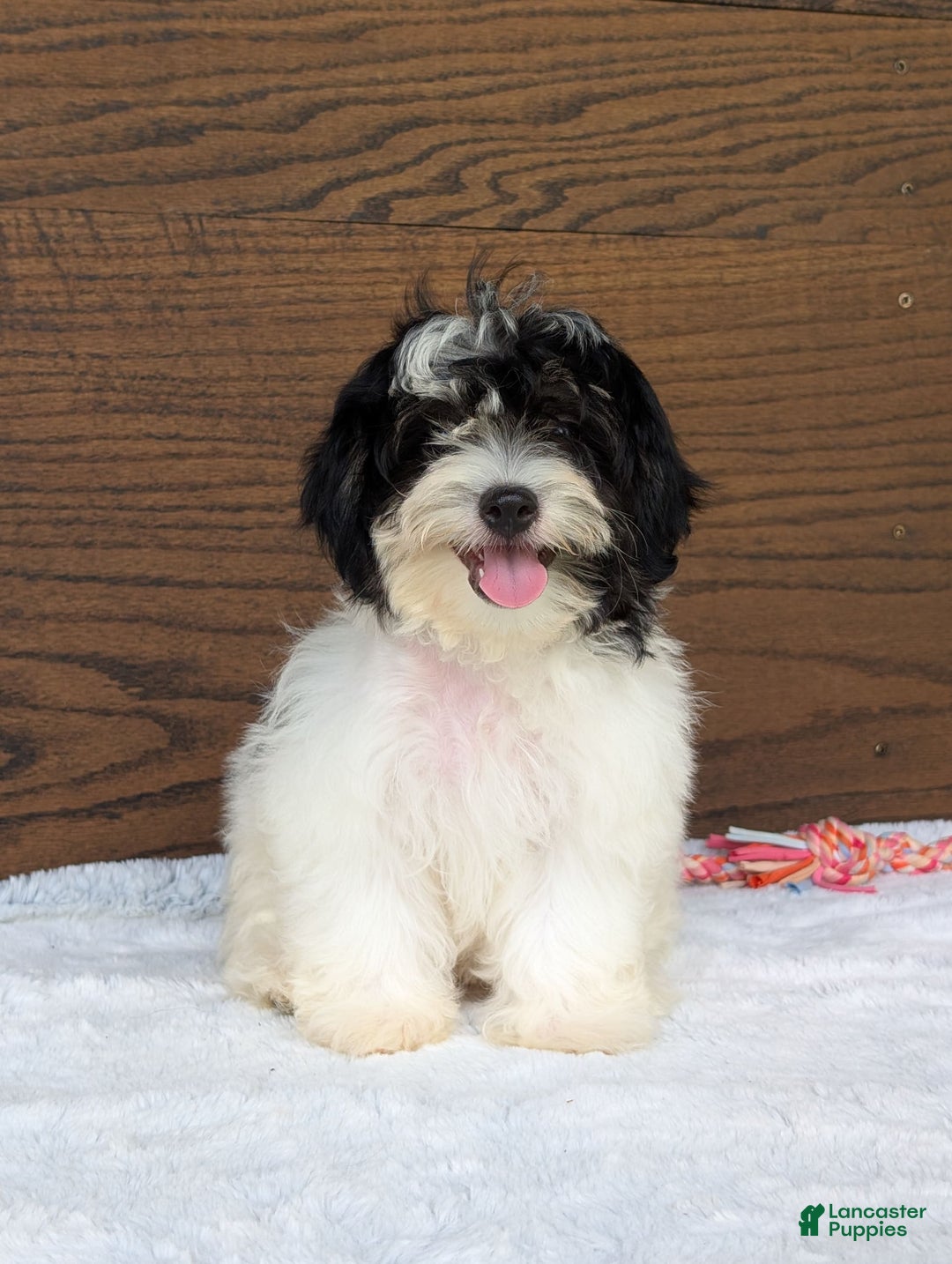 Teddy Bear dogs for sale: Bodie - Image 14