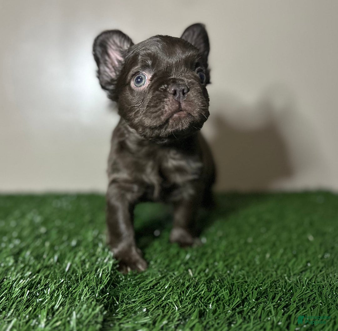 French Bulldog dogs for sale: Chocobelle - Image 4