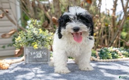 Cavapoo dogs for sale: Stark - Image 1