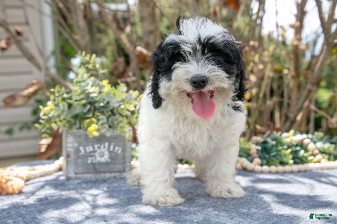 Cavapoo dogs for sale: Stark - Image 1