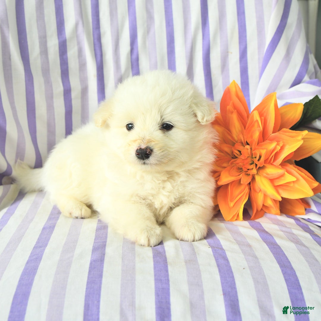 Eskipoo dogs for sale: Marshmallow - Image 3