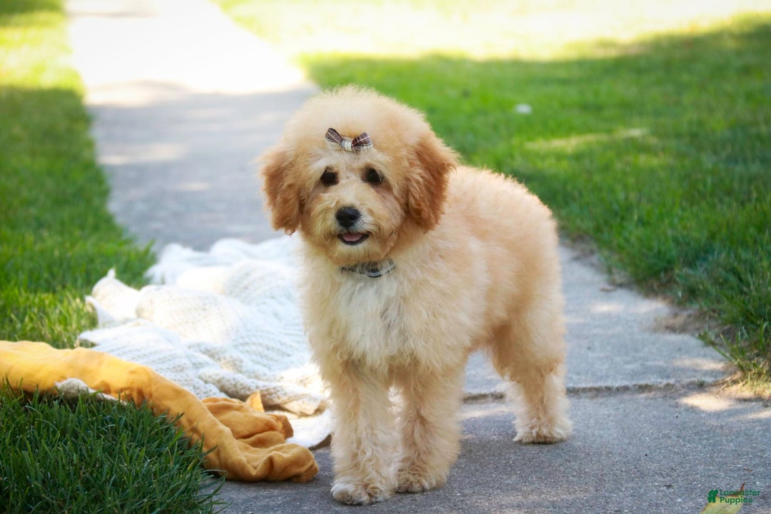 Miniature Poodle dogs for sale: Addison - Image 6