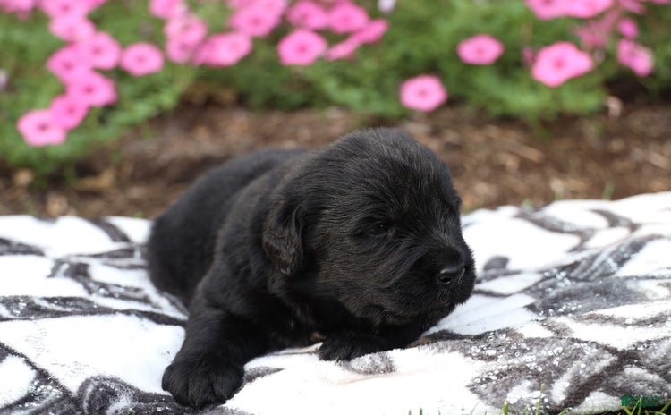 Newfoundland dogs for sale - Ad 1