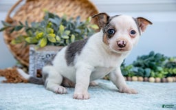Chihuahua dogs for sale: Puddles - Image 4