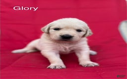 Golden Retriever dogs for sale: Golden Retriever 10 puppies - Image 7
