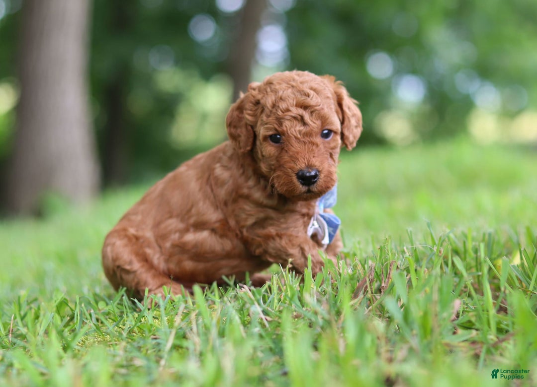Goldendoodle dogs for sale: Hawk - Image 3