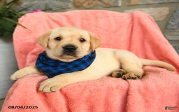 Labrador Retriever dogs for sale: Havarti - Image 5