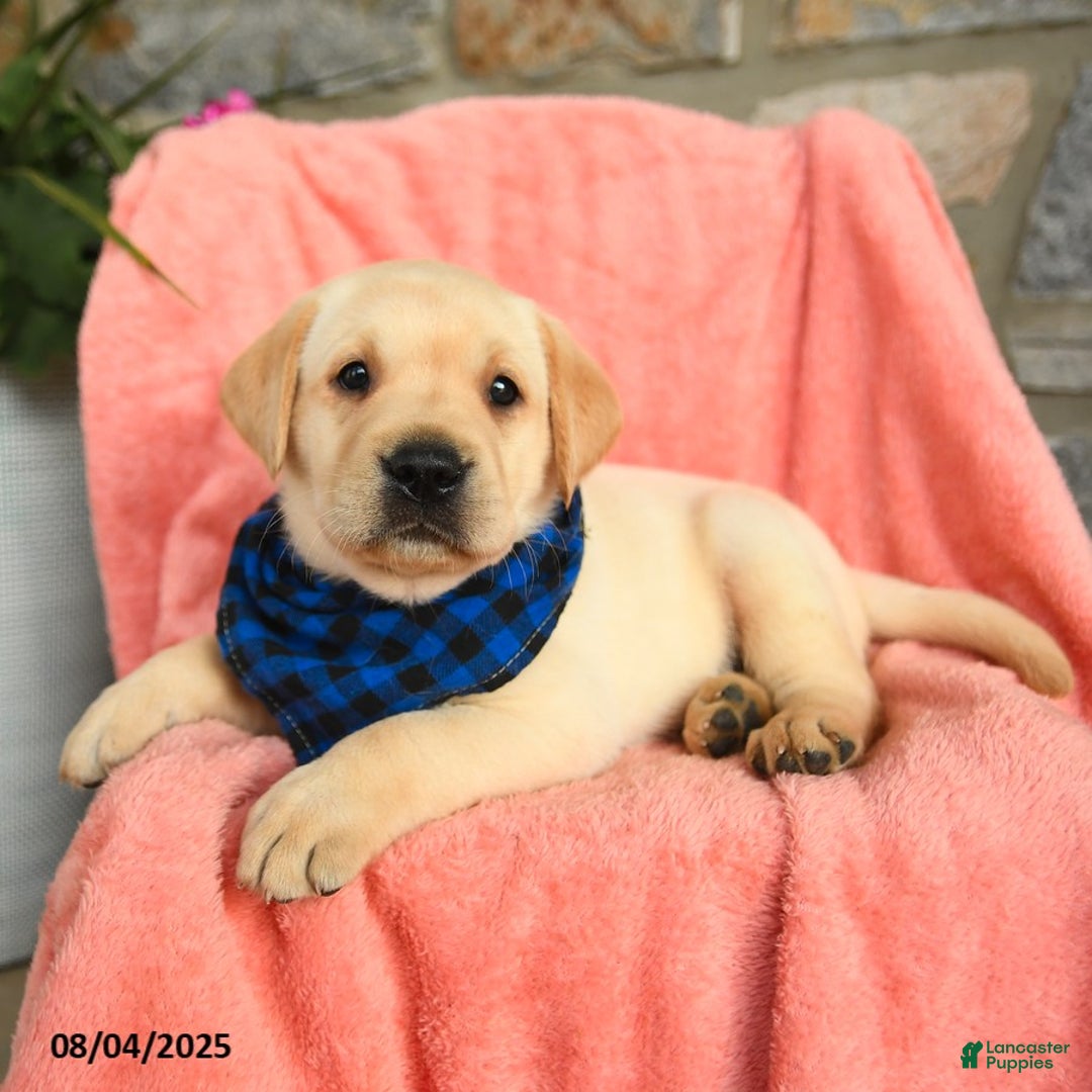 Labrador Retriever dogs for sale: Havarti - Image 5