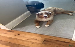Australian Shepherd dogs for sale: Colby - Image 8