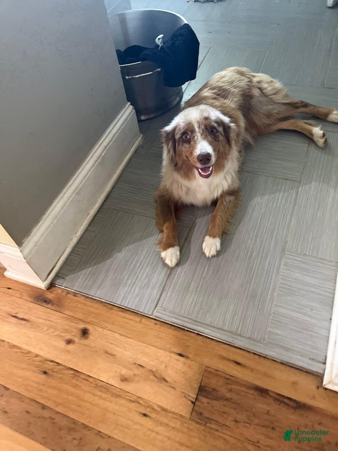 Australian Shepherd dogs for sale: Colby - Image 8