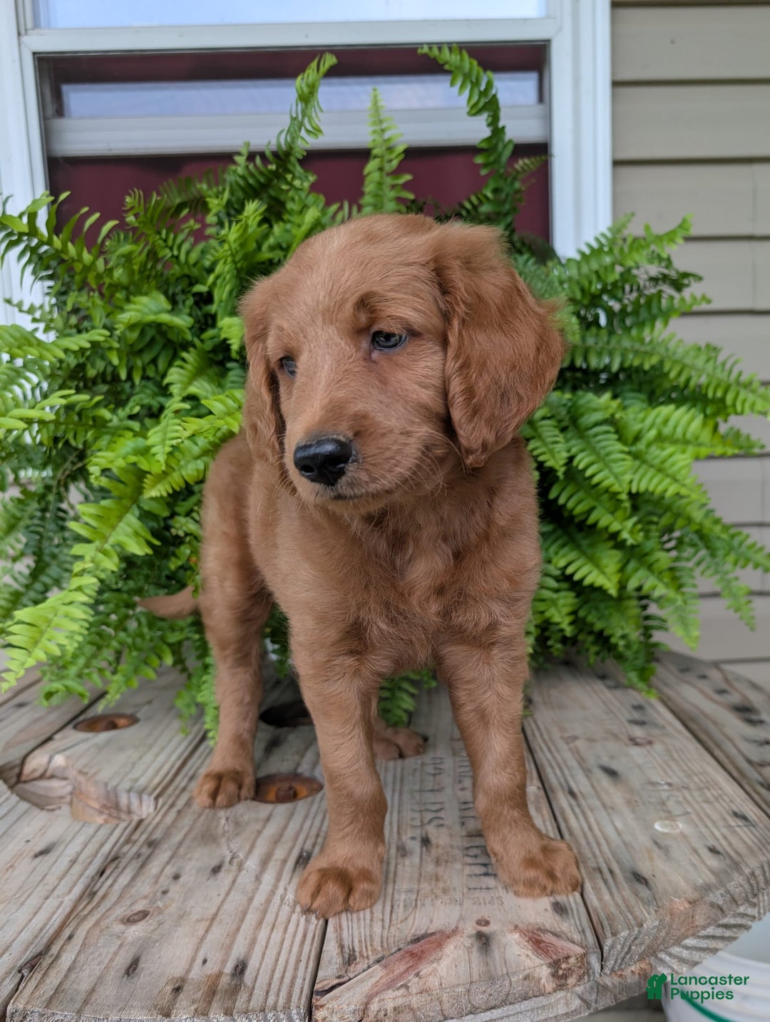 Goldendoodle dogs for sale: Flip - Image 6