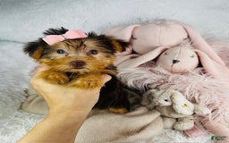 Yorkshire Terrier dogs for sale: Yada - Image 2