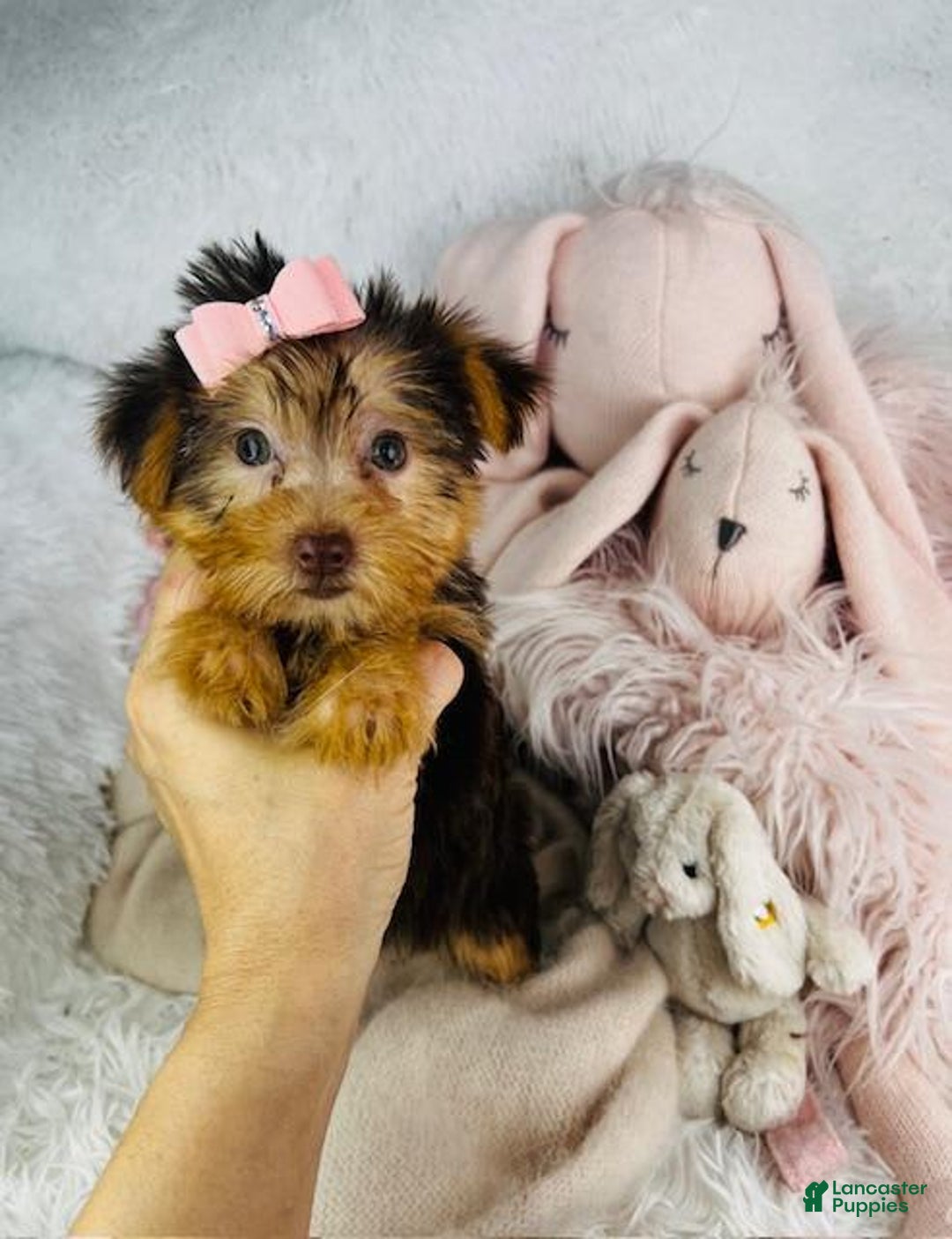 Yorkshire Terrier dogs for sale: Yada - Image 2