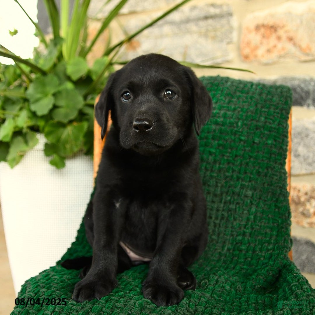 Labrador Retriever dogs for sale: Tiramisu - Image 4