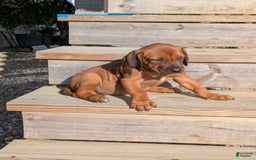 Rhodesian Ridgeback dogs for sale: Charlie - Image 1