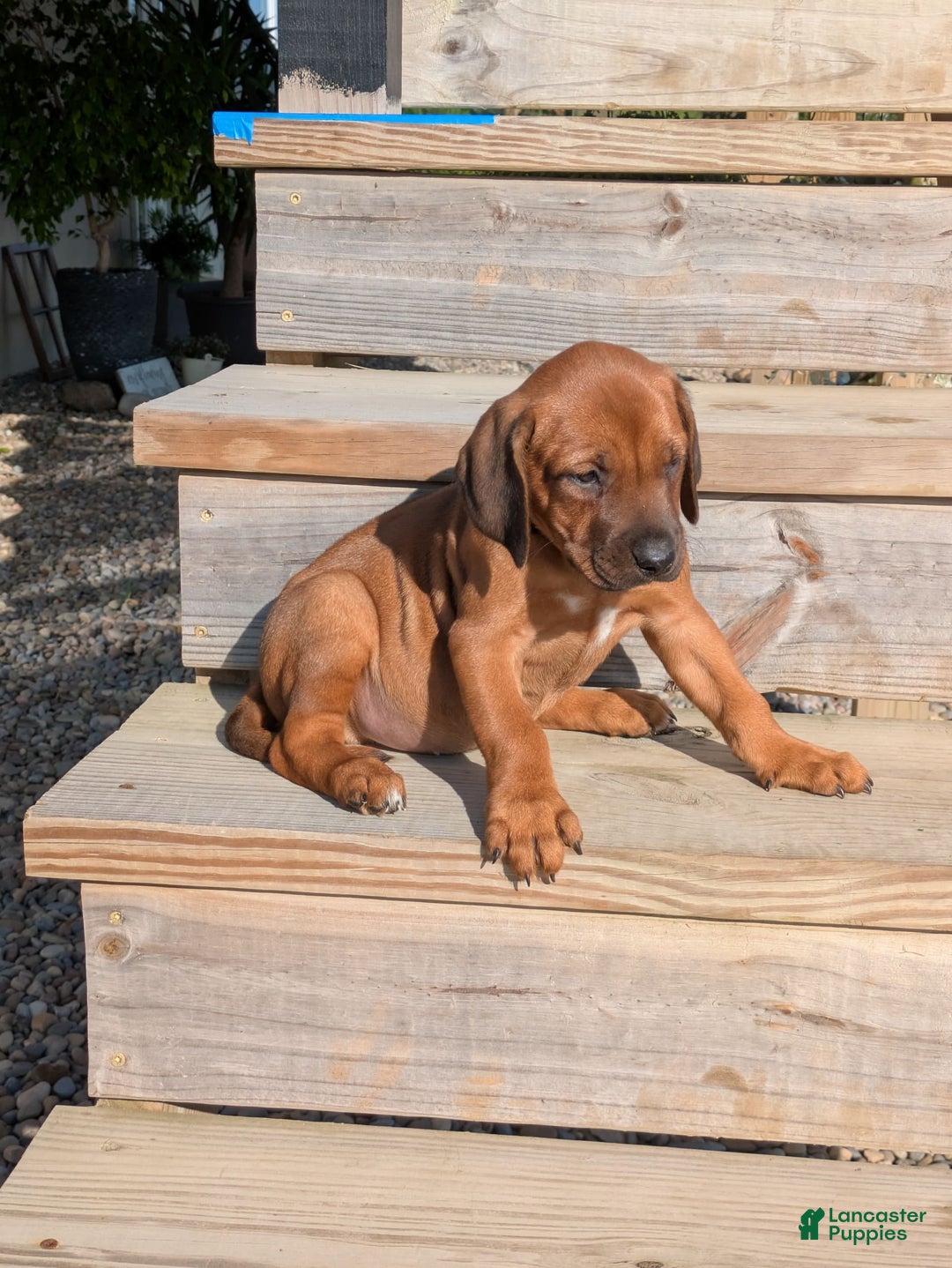 Rhodesian Ridgeback dogs for sale: Charlie - Image 1