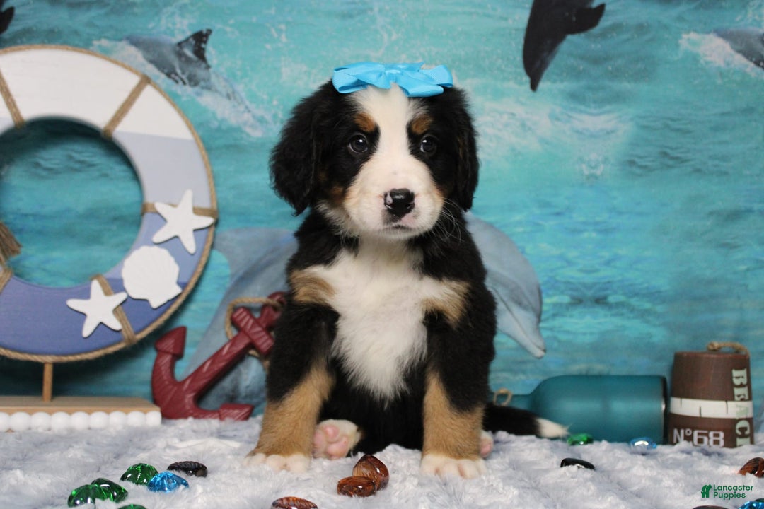 Bernese Mountain Dog dogs for sale: Pebbles - Image 30