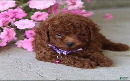 Toy Poodle dogs for sale: Tilly - Image 4