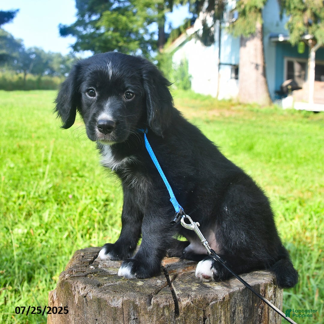 Golden Retriever dogs for sale: Sailor - Image 4