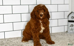 Mini Goldendoodle dogs for sale: Stacie - Image 5