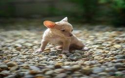 Chihuahua dogs for sale: Chihuahua 5 puppies - Image 4
