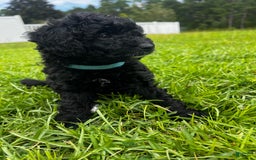 Aussiedoodle dogs for sale: Milo - Image 1