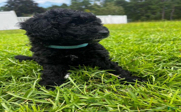 Aussiedoodle dogs for sale - Ad 2