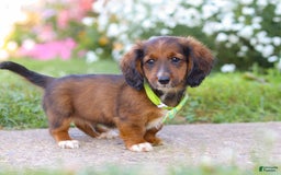 Dachshund dogs for sale: Buddy - Image 2
