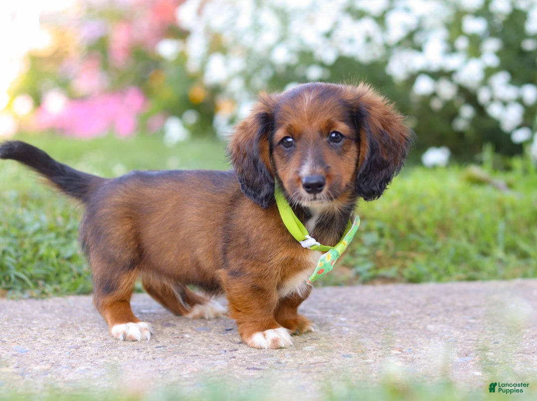 Dachshund dogs for sale: Buddy - Image 2