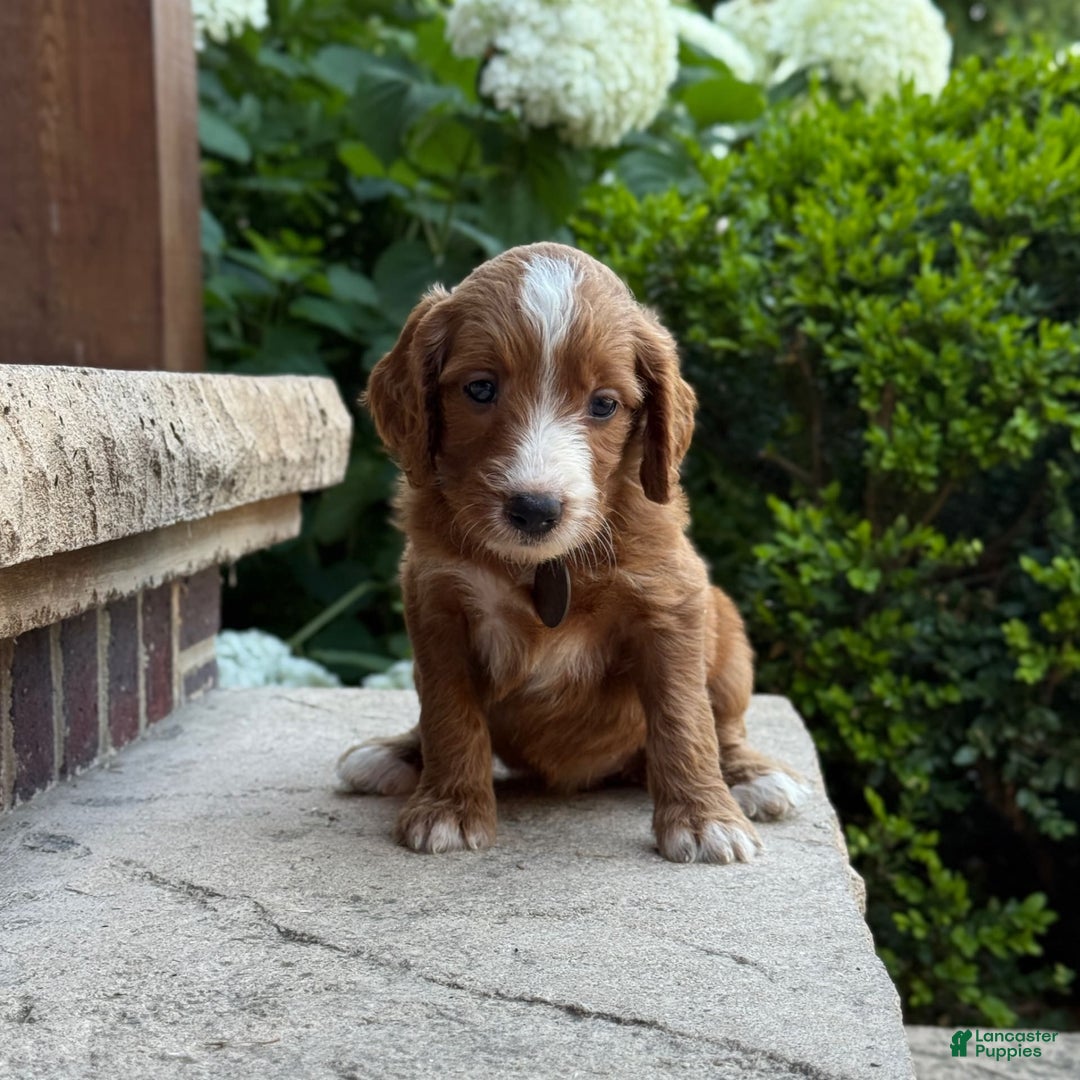 Goldendoodle dogs for sale: Ginger - Image 12