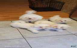 Bichon Frise dogs for sale: Pixo - Image 2