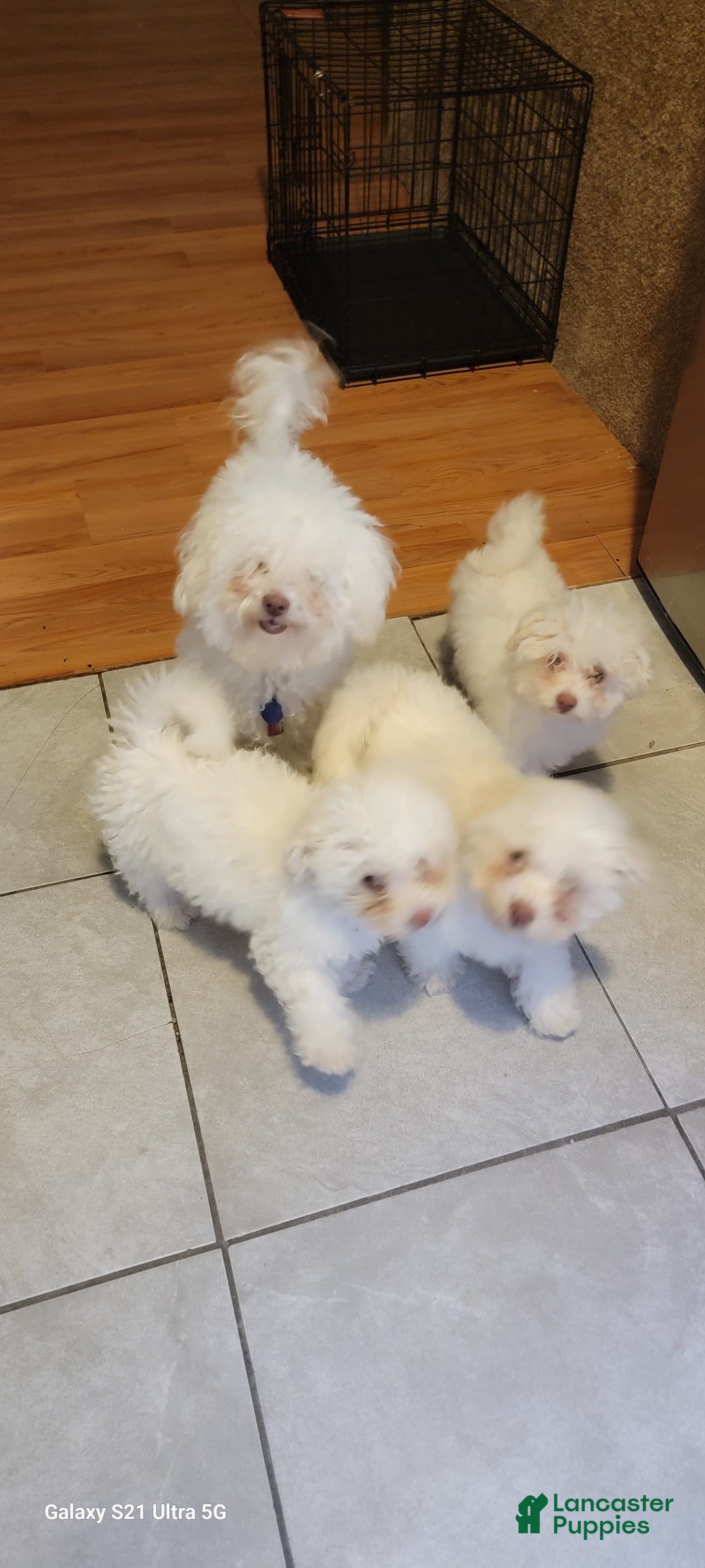 Bichon Frise dogs for sale: Pixo - Image 2
