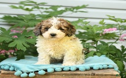 Miniature Poodle dogs for sale: Lucky - Image 3
