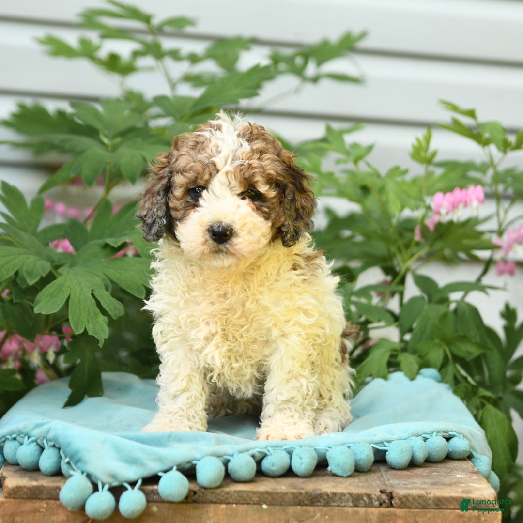 Miniature Poodle dogs for sale: Lucky - Image 3