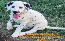 Dalmatian dogs for sale: Peppers Orange Girl - Image 10