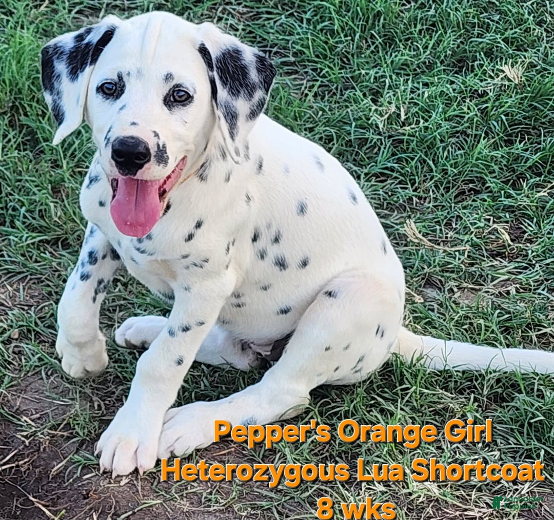 Dalmatian dogs for sale: Peppers Orange Girl - Image 10
