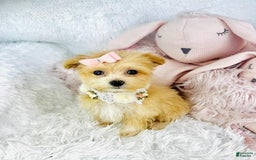 Maltipoo dogs for sale: Dana - Image 2