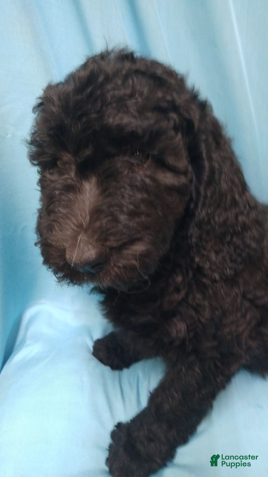 Goldendoodle dogs for sale: Goldendoodle 5 puppies - Image 8