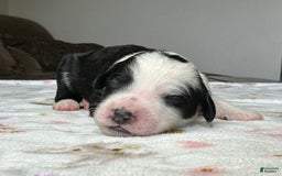 Sheepadoodle dogs for sale: Willow - Image 4