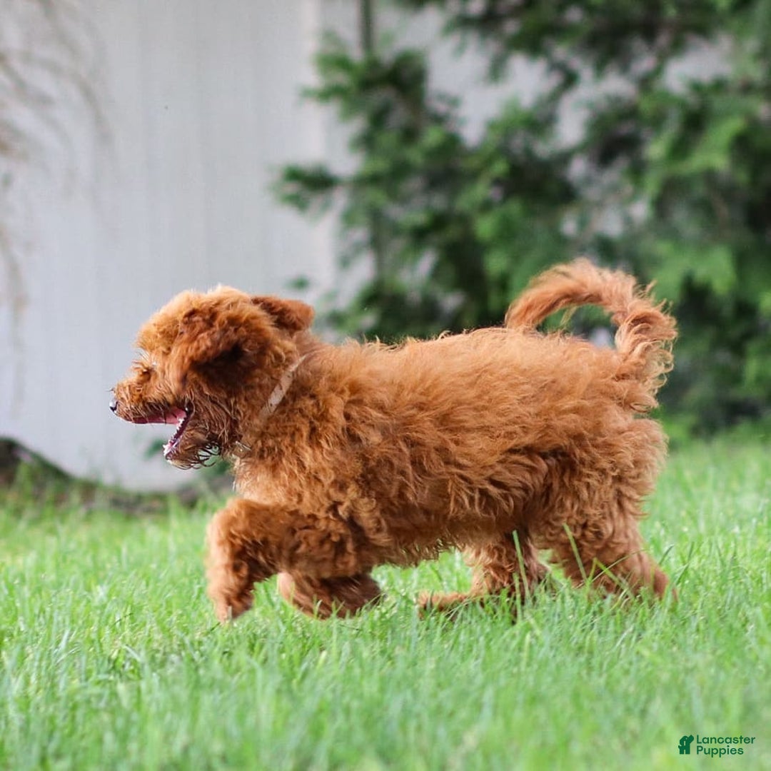 Goldendoodle dogs for sale: Ashley - Image 3
