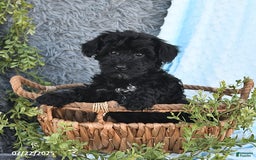 Havapoo dogs for sale: Bailey - Image 7