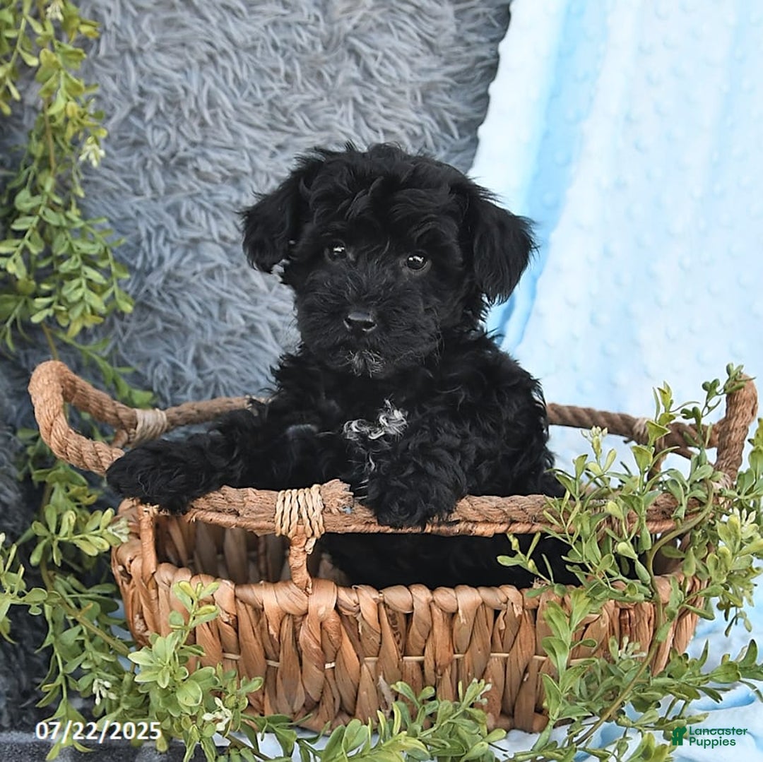 Havapoo dogs for sale: Bailey - Image 7