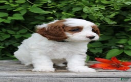 Cavapoo dogs for sale: Malcomb - Image 4