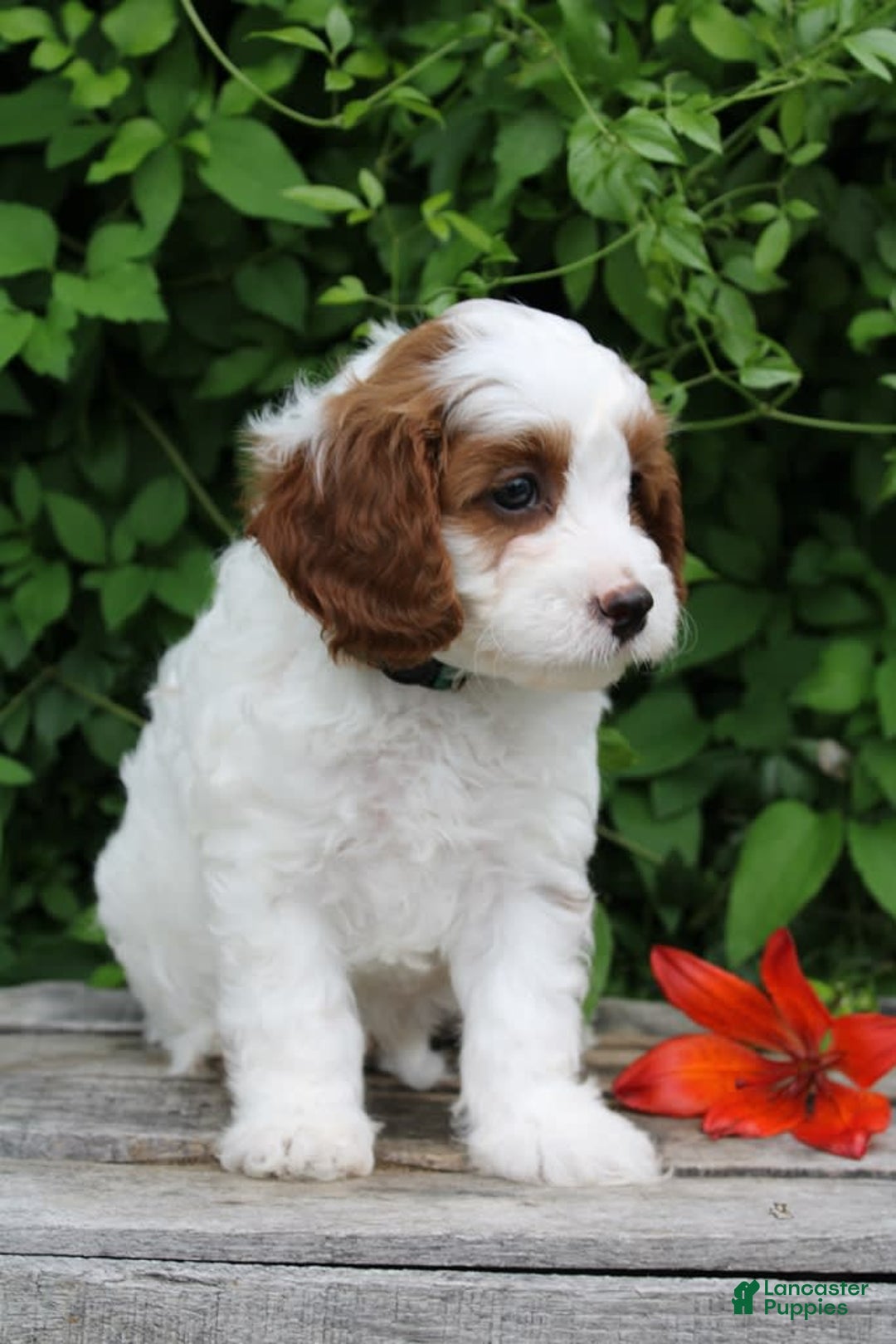 Cavapoo dogs for sale: Malcomb - Image 4
