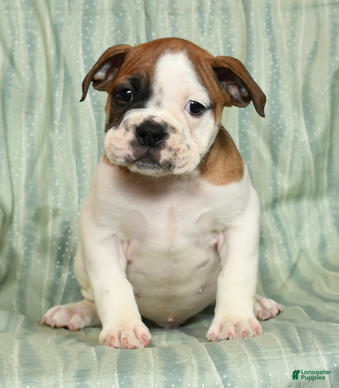 Beabull dogs for sale: King - Image 3