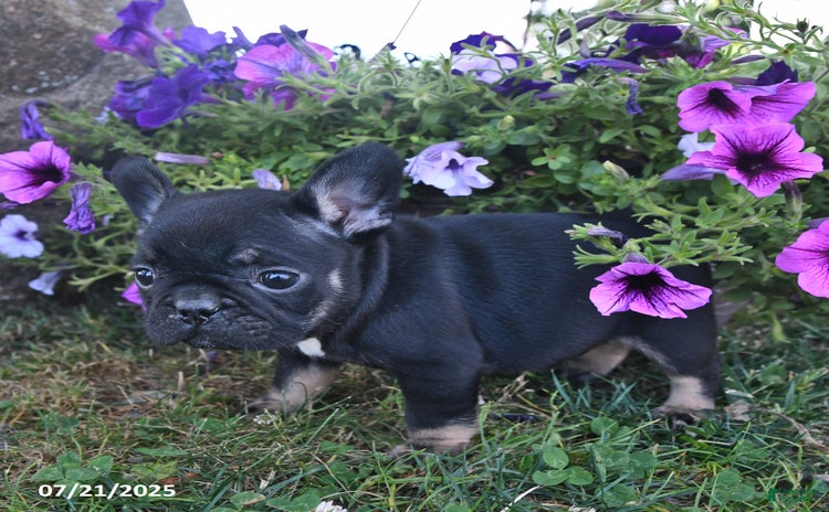 French Bulldog dogs for sale - Ad 5