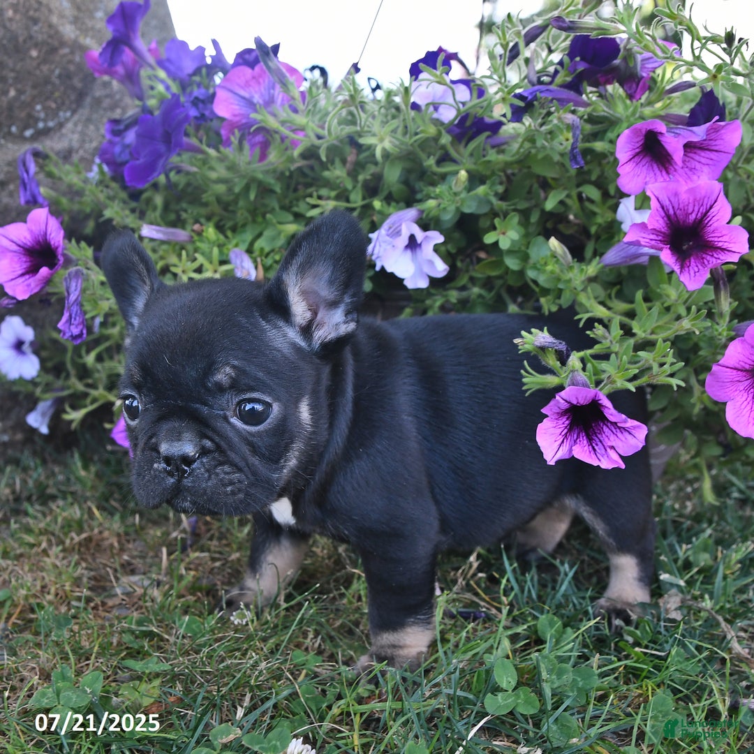 French Bulldog dogs for sale: Fancy - Image 1