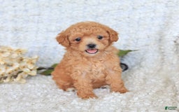 Toy Poodle dogs for sale: Bodhi - Image 1