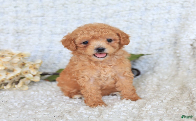 Toy Poodle dogs for sale - Ad 1